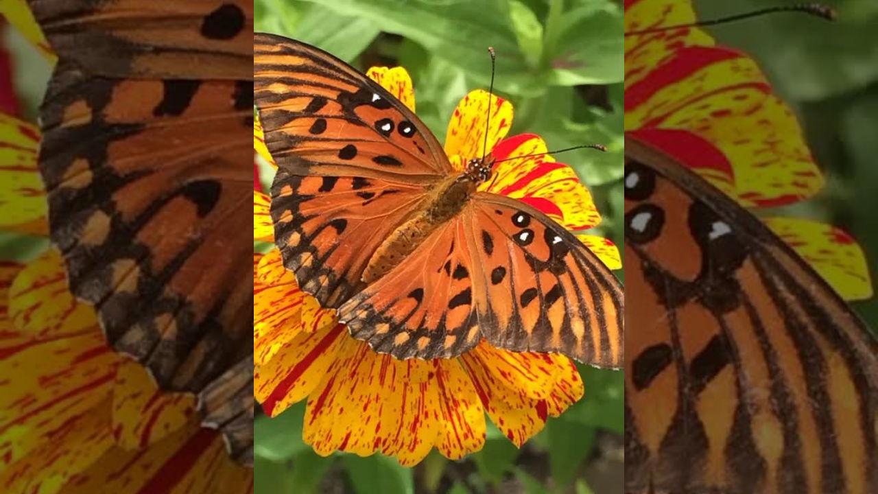 Orange butterfly