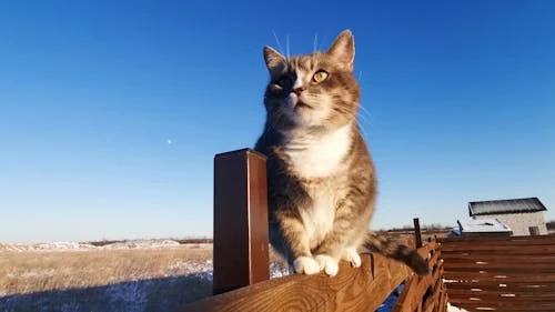 Thumbnail for Cat scratching the fence