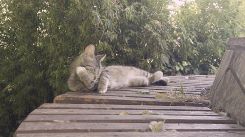 Thumbnail for Grooming cat