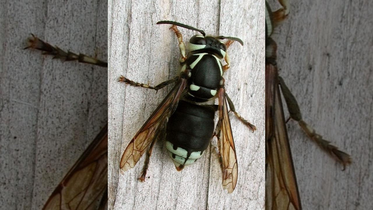 Bald faced hornet