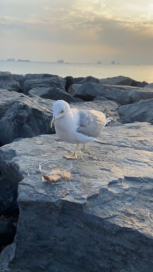 Seagull eating crackers
